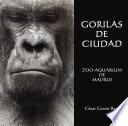 Gorilas De Ciudad