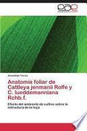 Anatomía Foliar De Cattleya Jenmanii Rolfe Y C. Lueddemanniana Rchb.f