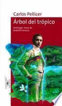 Arbol Del Tropico